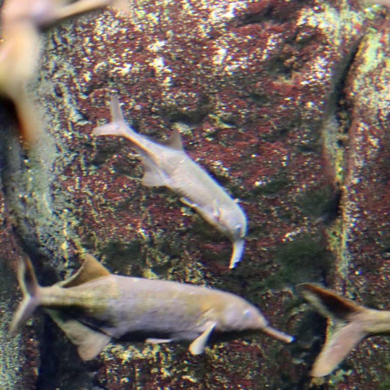 Kasai Elephant-nosed Fish