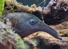 Worm-jawed Mormyrid