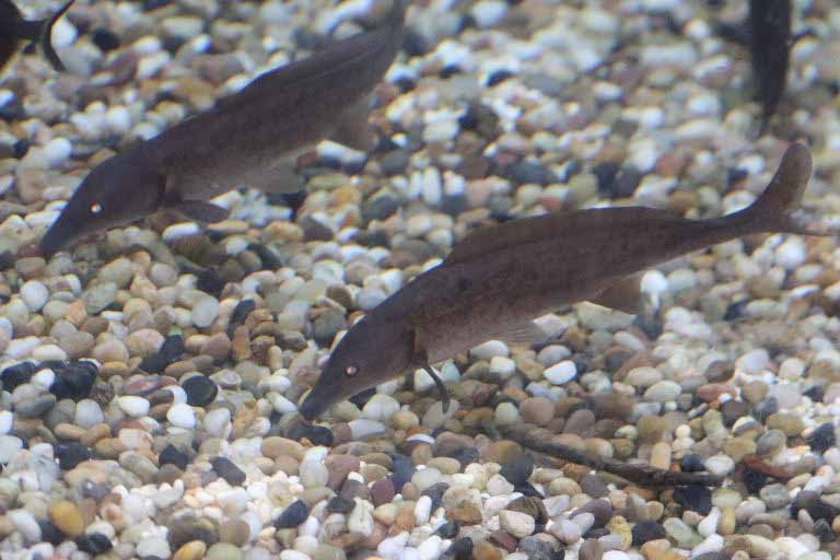 Eastern Bottlenose Mormyrid