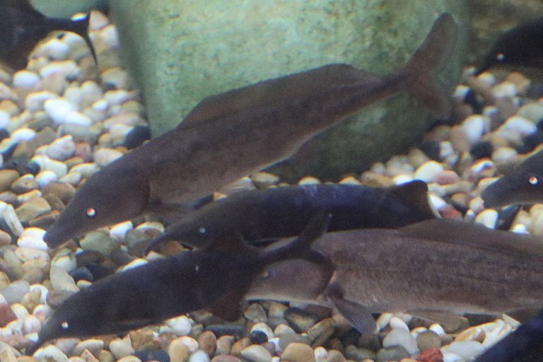 Eastern Bottlenose Mormyrid with Peter's Elephantnose