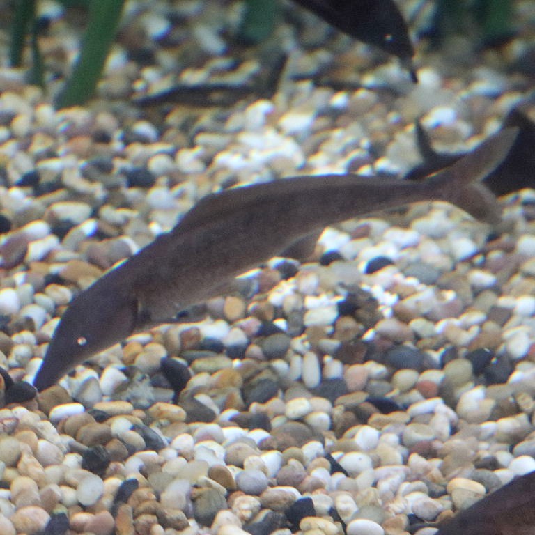 Eastern Bottlenose Mormyrid