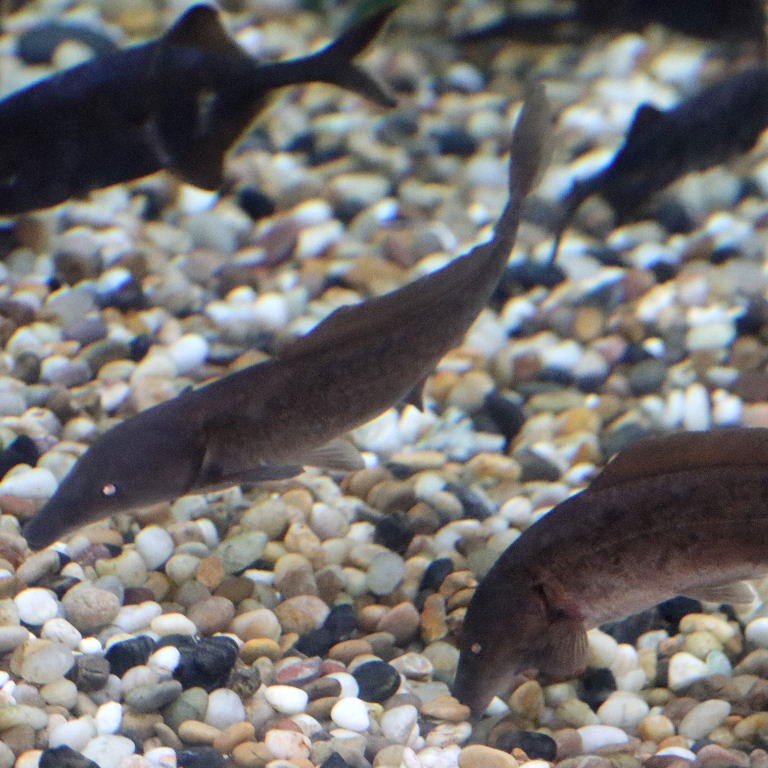 Eastern Bottlenose Mormyrid