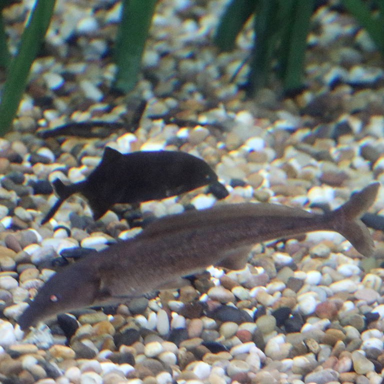 Eastern Bottlenose Mormyrid with Peter's Elephantnose