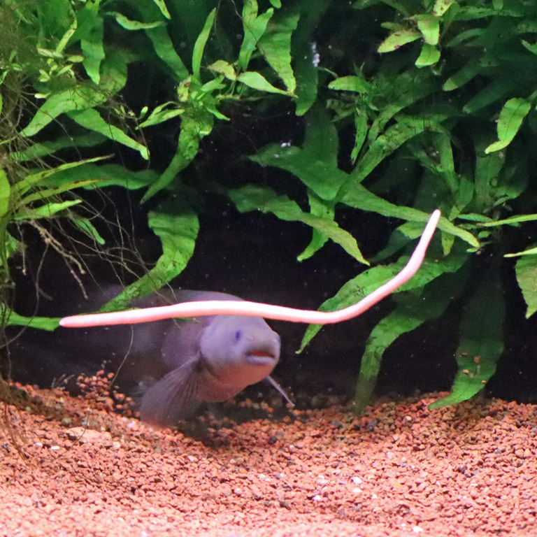 Cornish Jack with worm