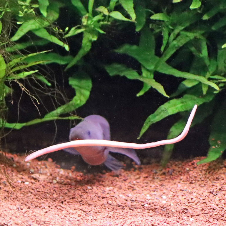 Cornish Jack with worm