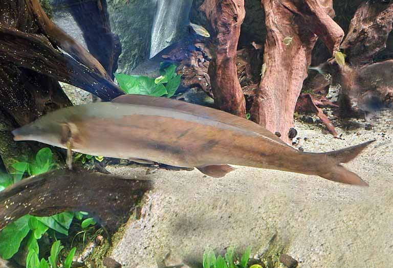 Mormyrus rume