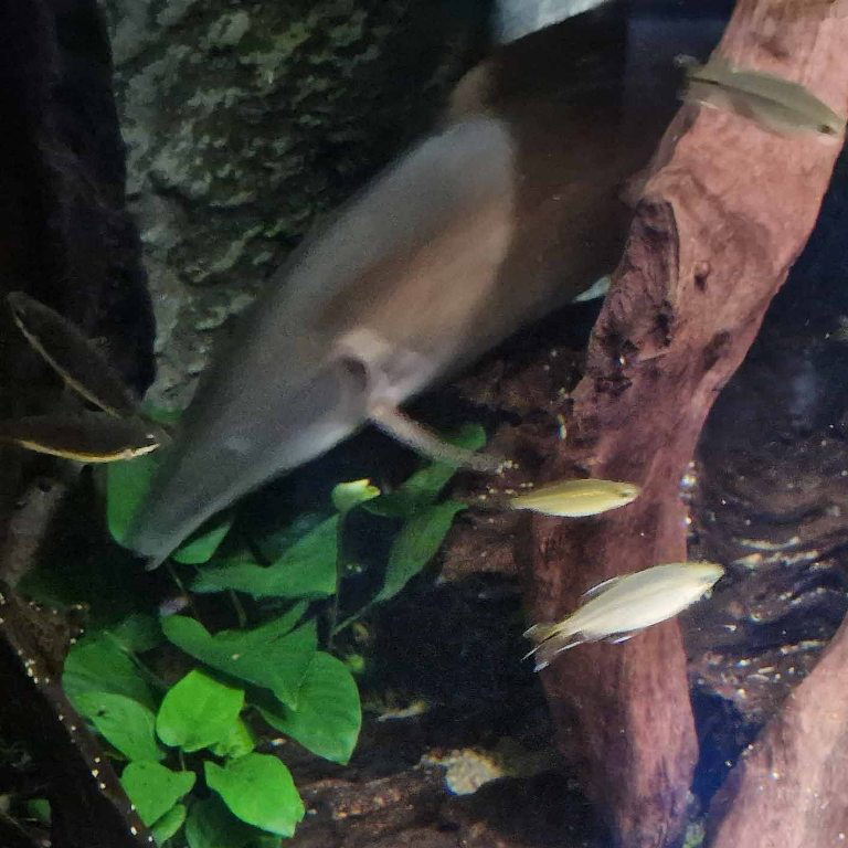 Mormyrus rume
