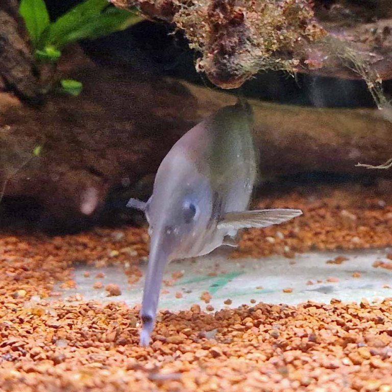 Worm-jawed Mormyrid