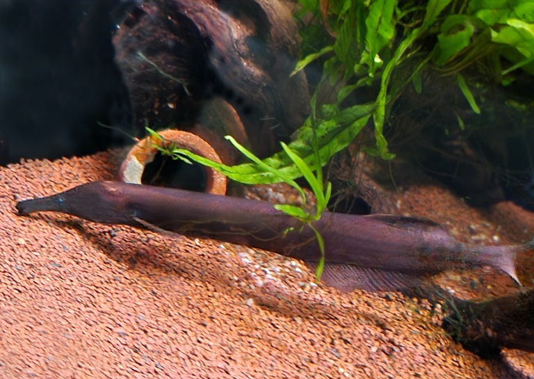 Mormyrops zanclirostris