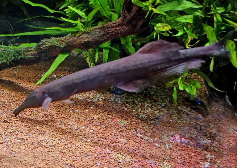 Mormyrops zanclirostris