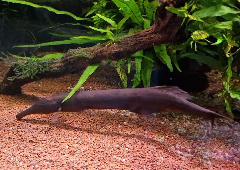 Mormyrops zanclirostris