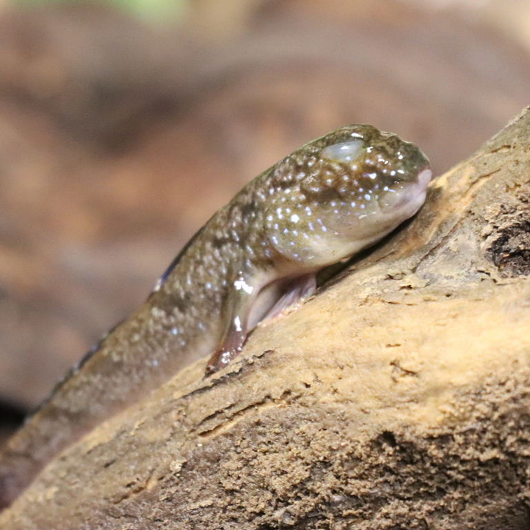 Atlantic Mudskipper