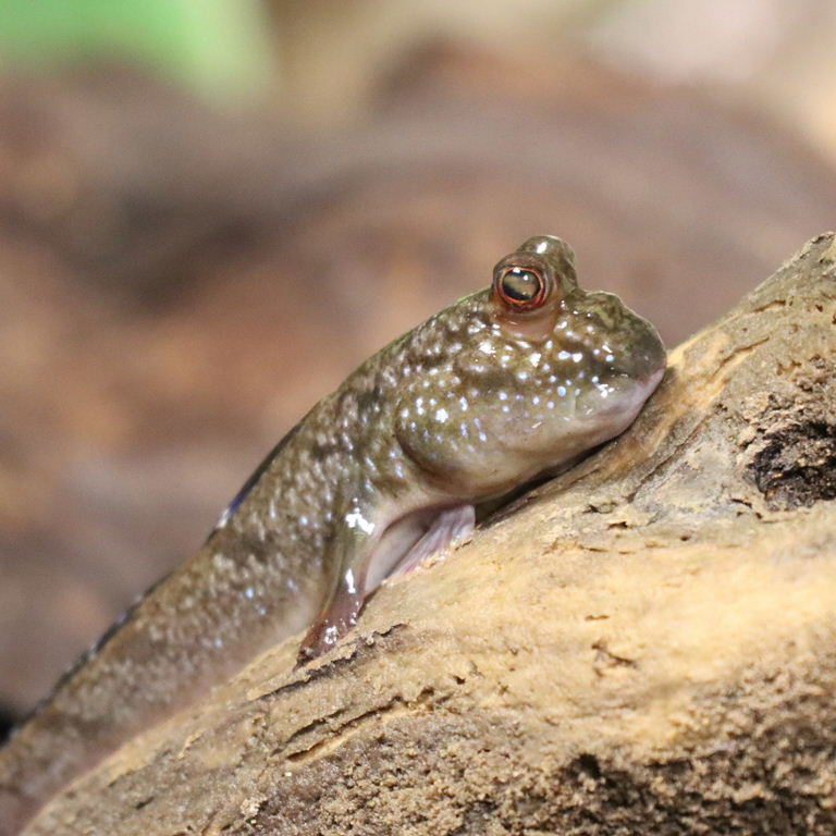 Atlantic Mudskipper