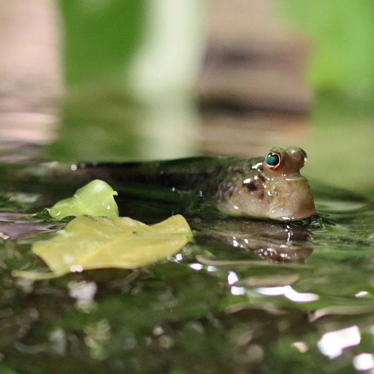 Atlantic Mudskipper