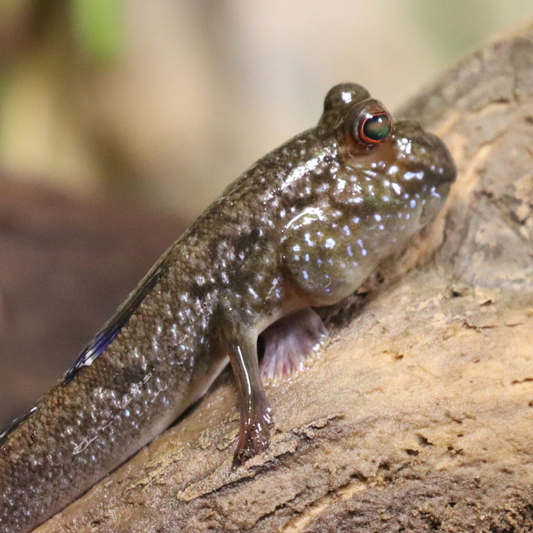 Atlantic Mudskipper