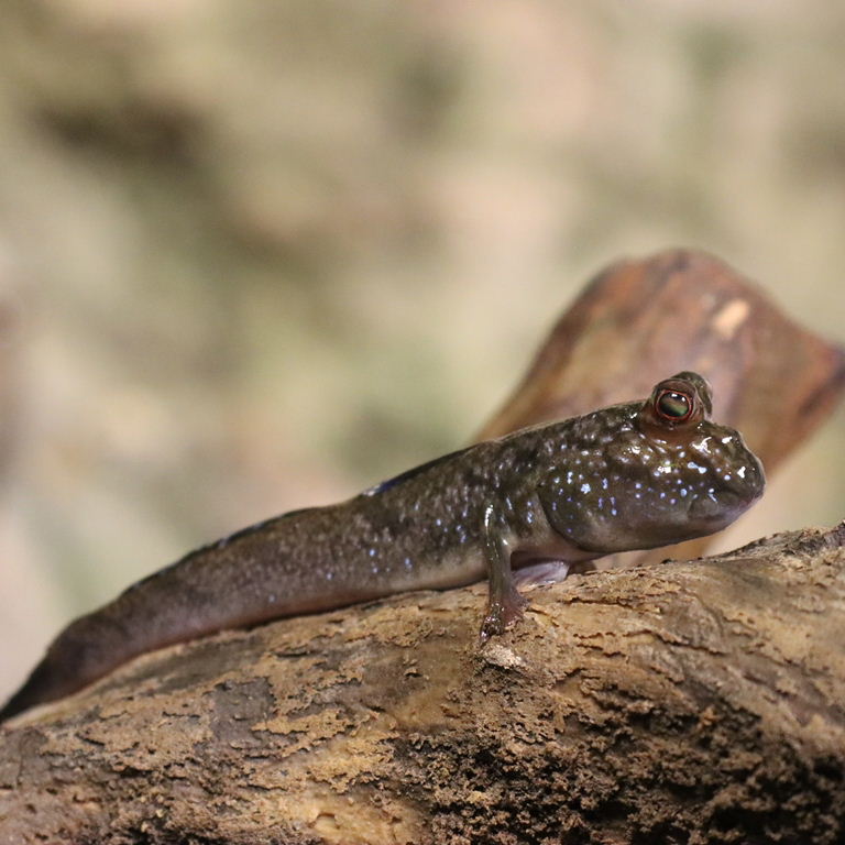 Atlantic Mudskipper