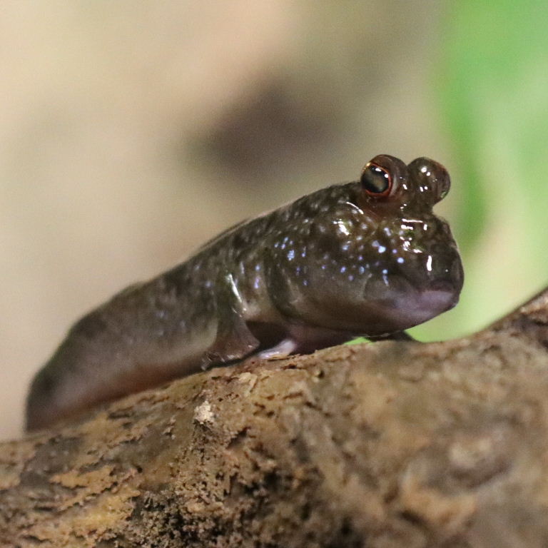 Atlantic Mudskipper