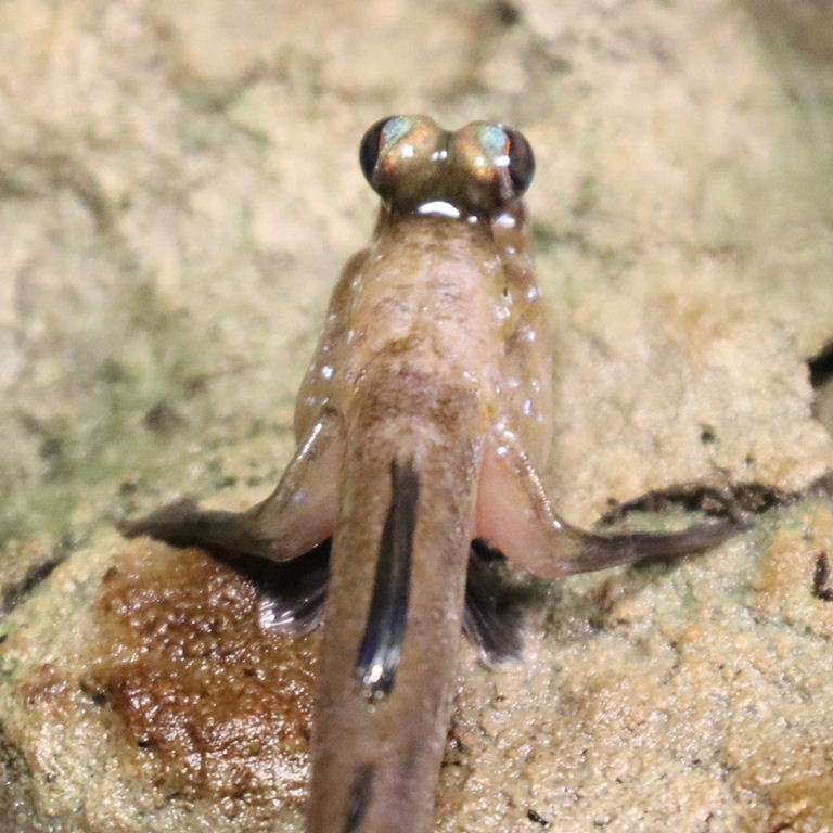Atlantic Mudskipper