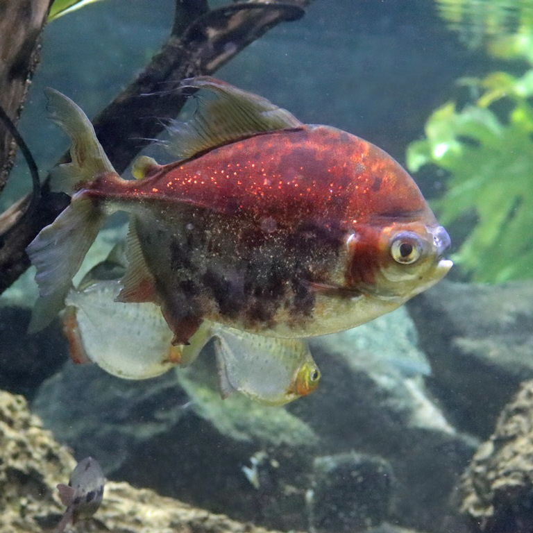 Red-gilled Pacu