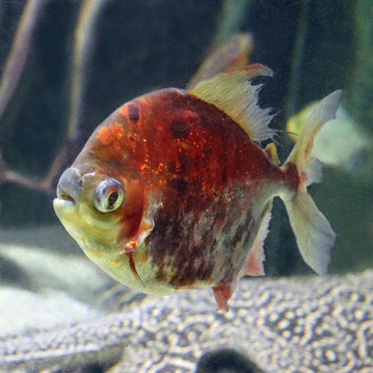 Red-gilled Pacu
