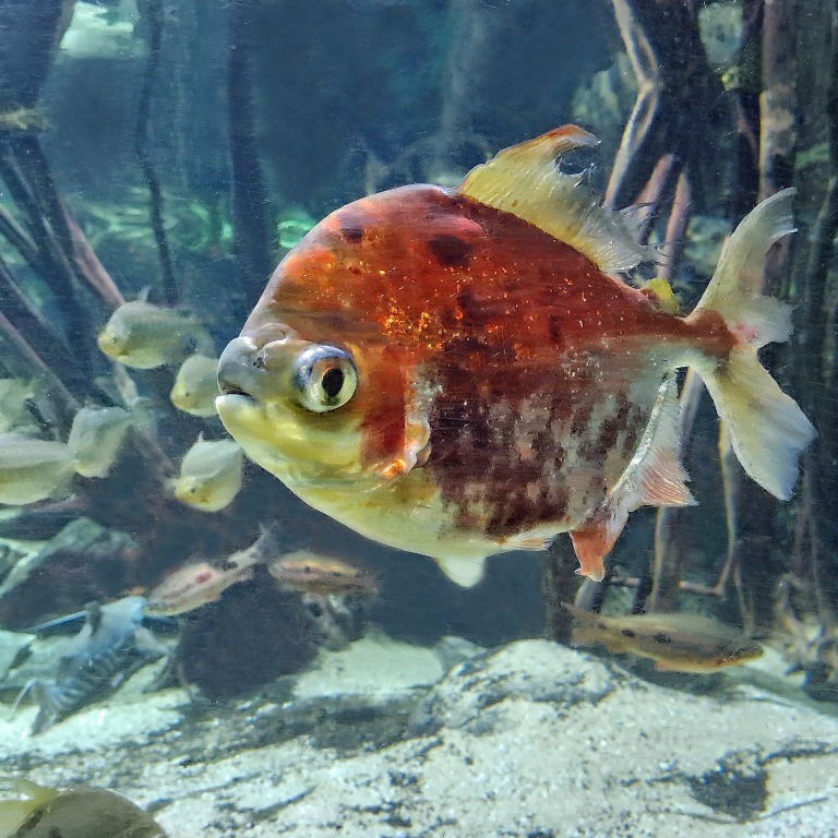 Red-gilled Pacu