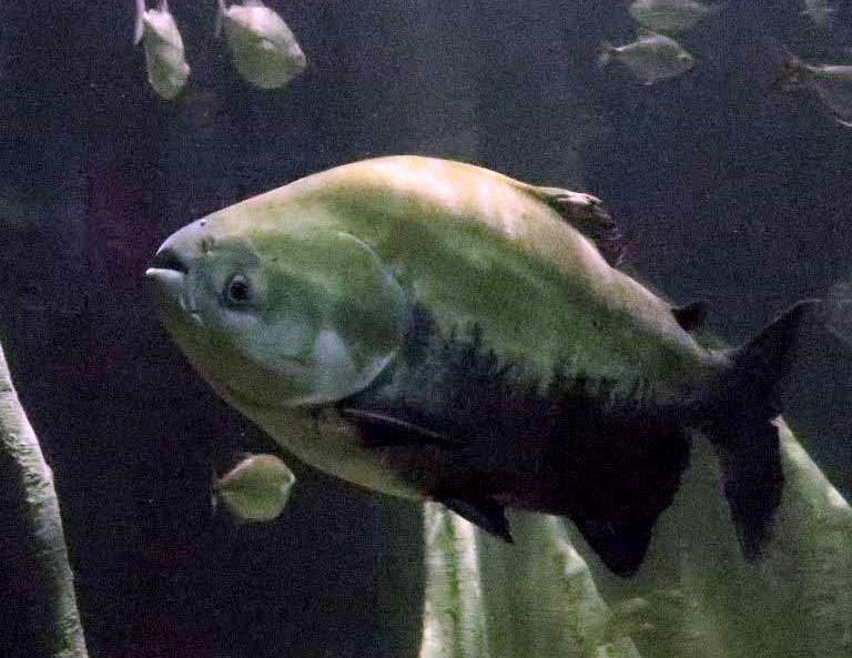 Giant Pacu