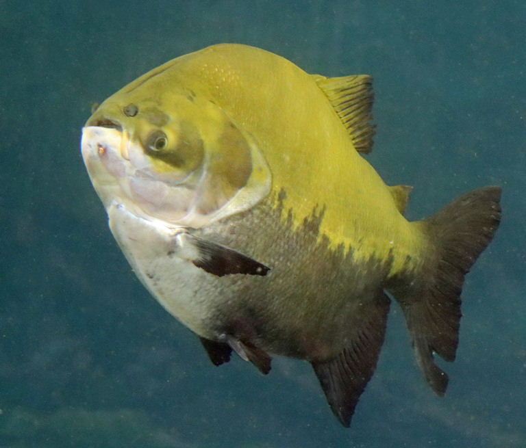 Giant Pacu