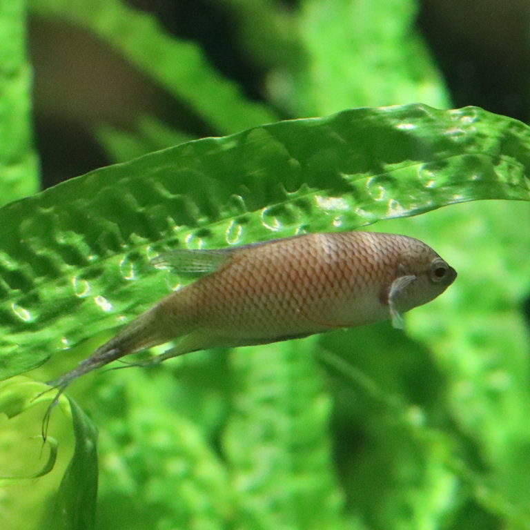 Black Paradisefish