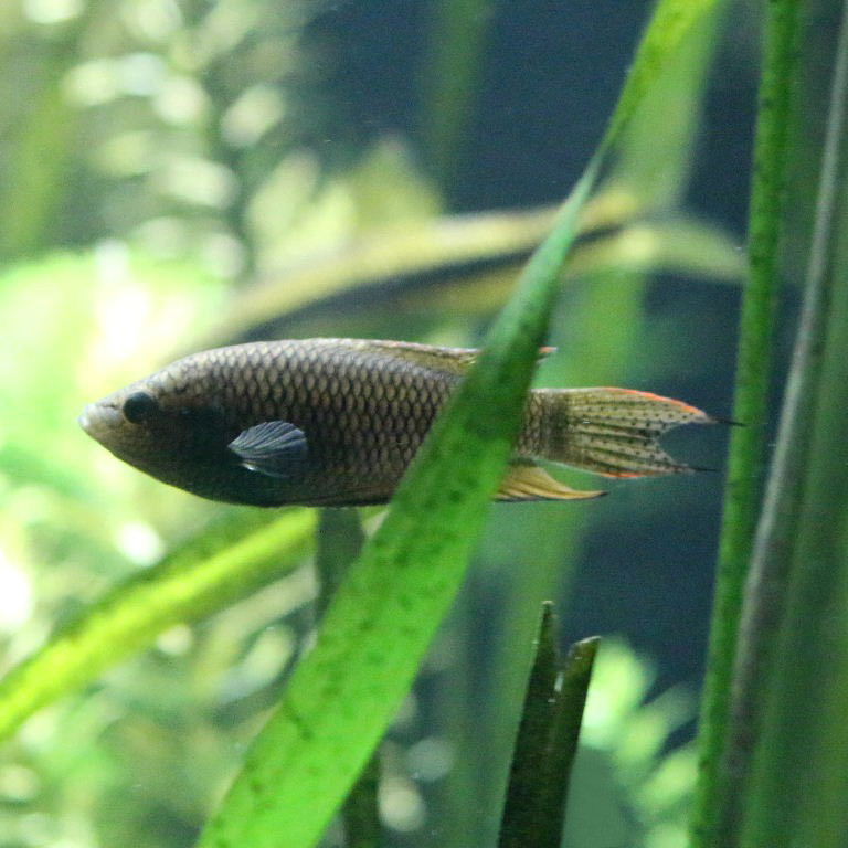 Black Paradisefish