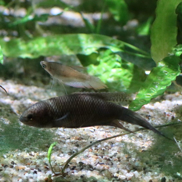 Black Paradisefish
