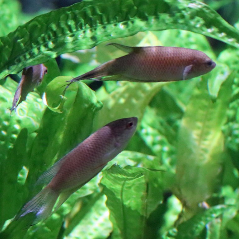 Black Paradisefish