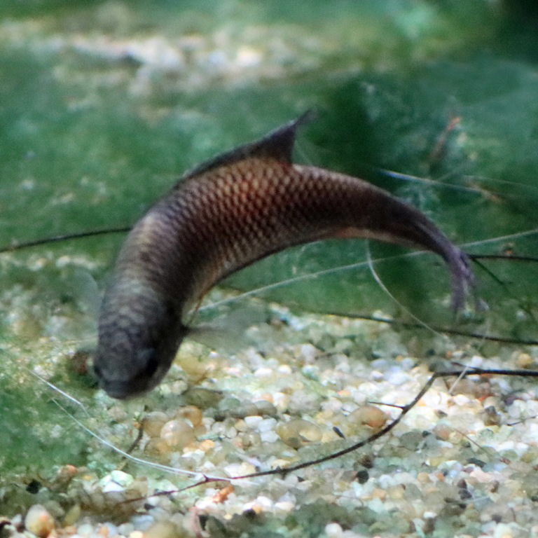 Black Paradisefish