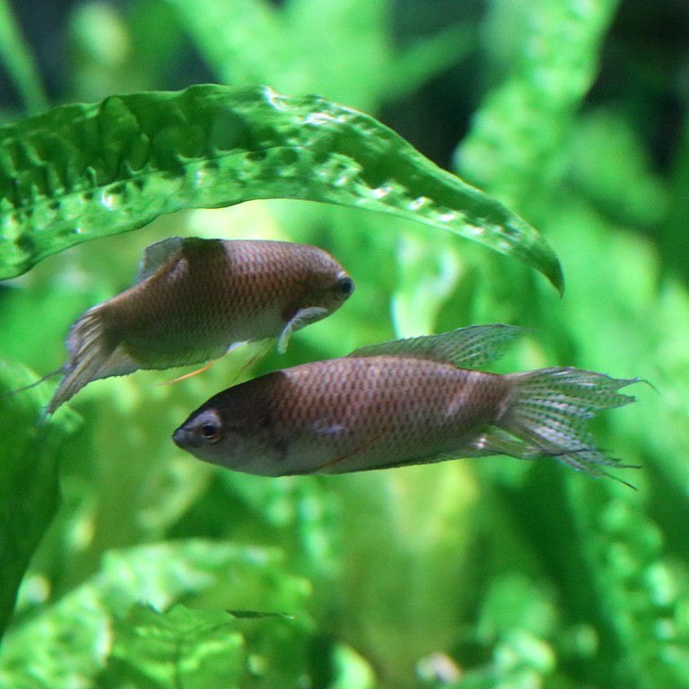 Black Paradisefish
