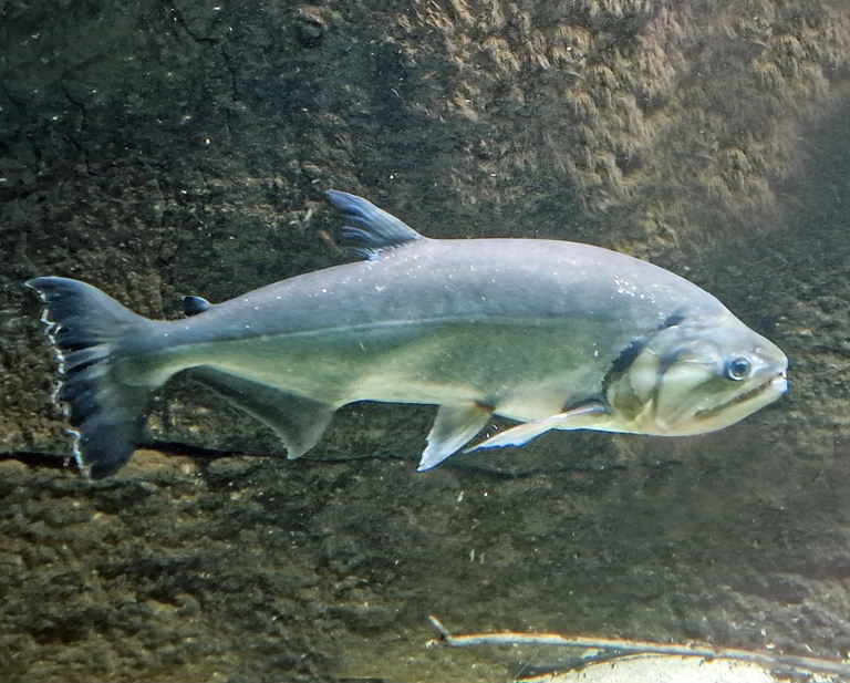 Payara