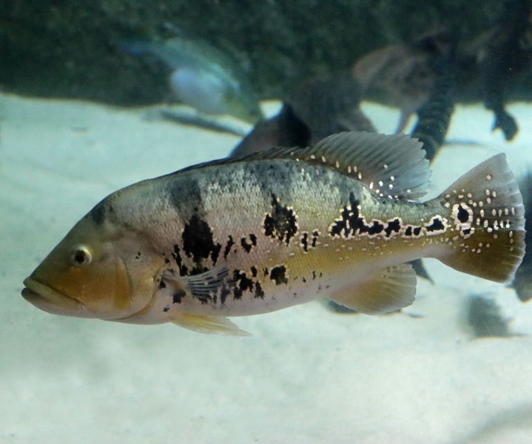 Kelberi Peacock Bass