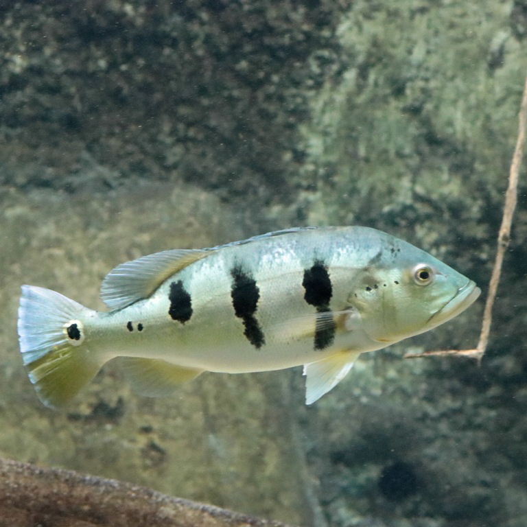 Kelberi Peacock Bass