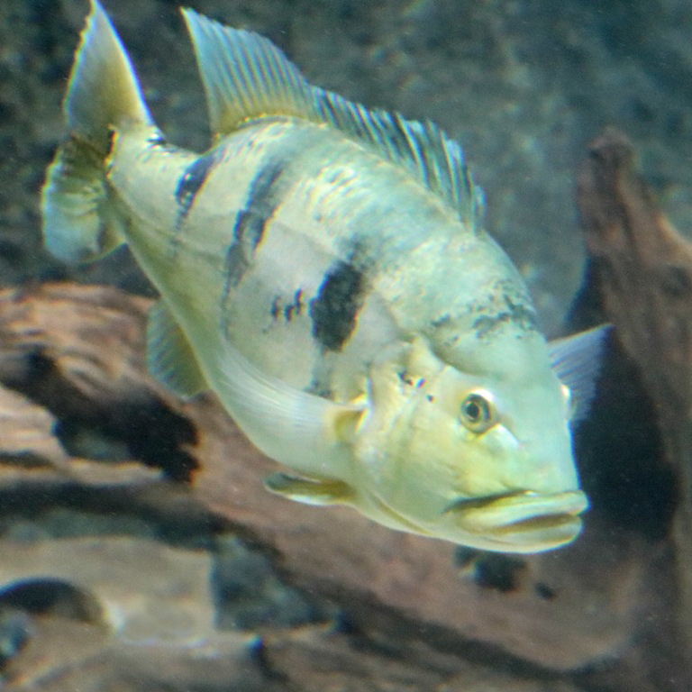 Kelberi Peacock Bass