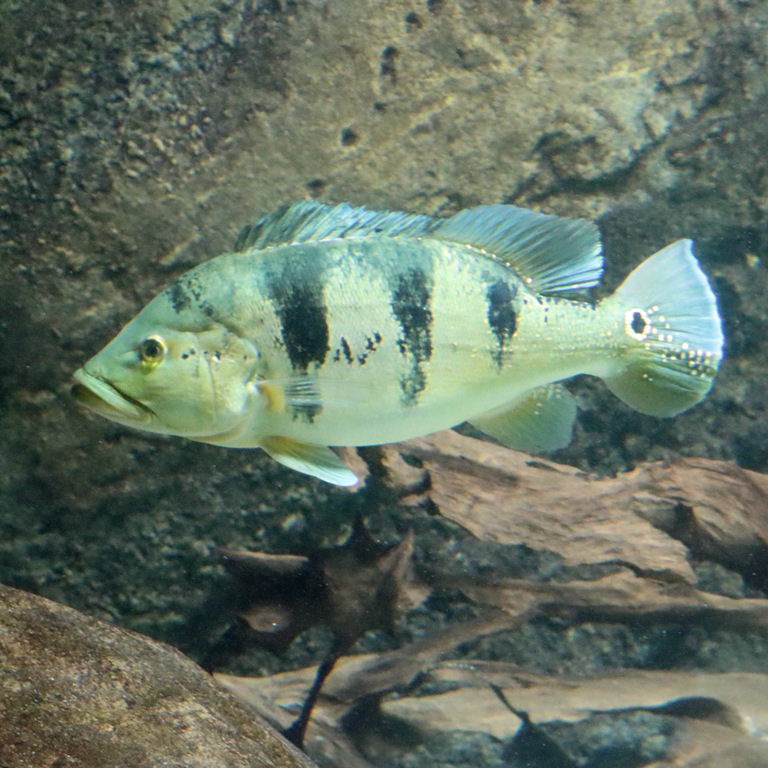 Kelberi Peacock Bass