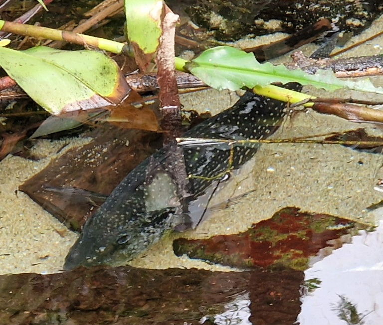 Speckled Peacock Bass juvenile