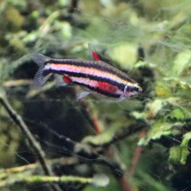 Purple Pencilfish