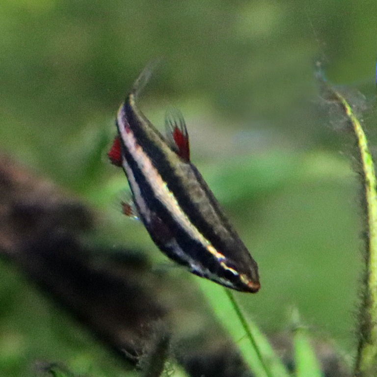 Purple Pencilfish