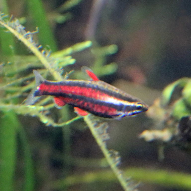 Purple Pencilfish