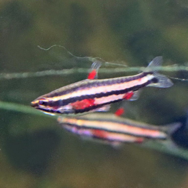 Purple Pencilfish