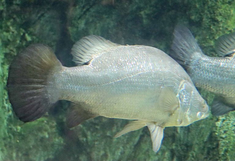 Nile Perch