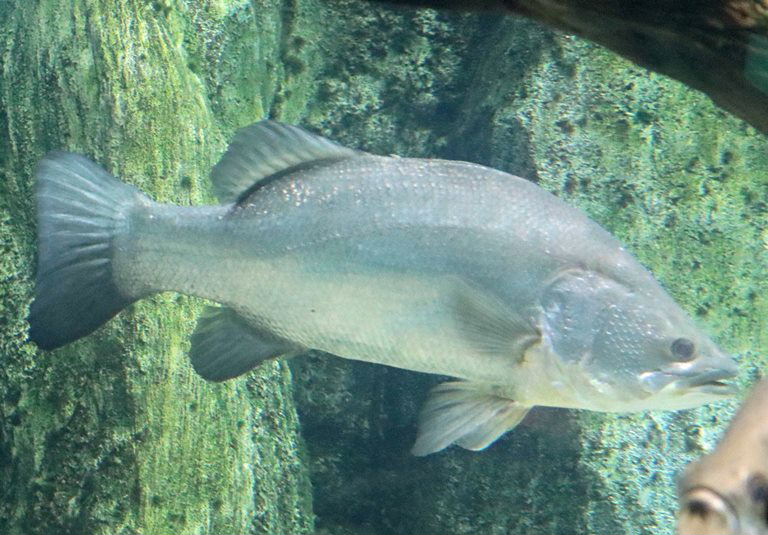 Nile Perch