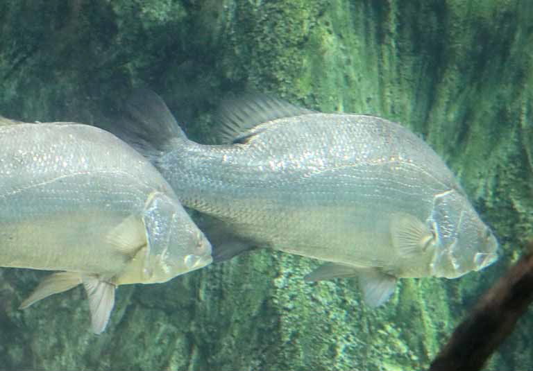 Nile Perch