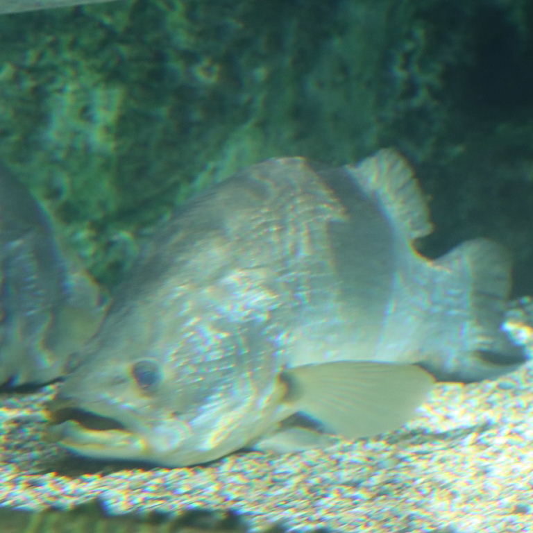 Nile Perch