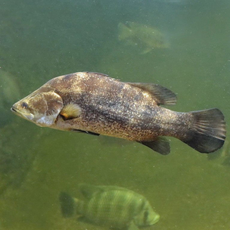 juvenile Nile Perch