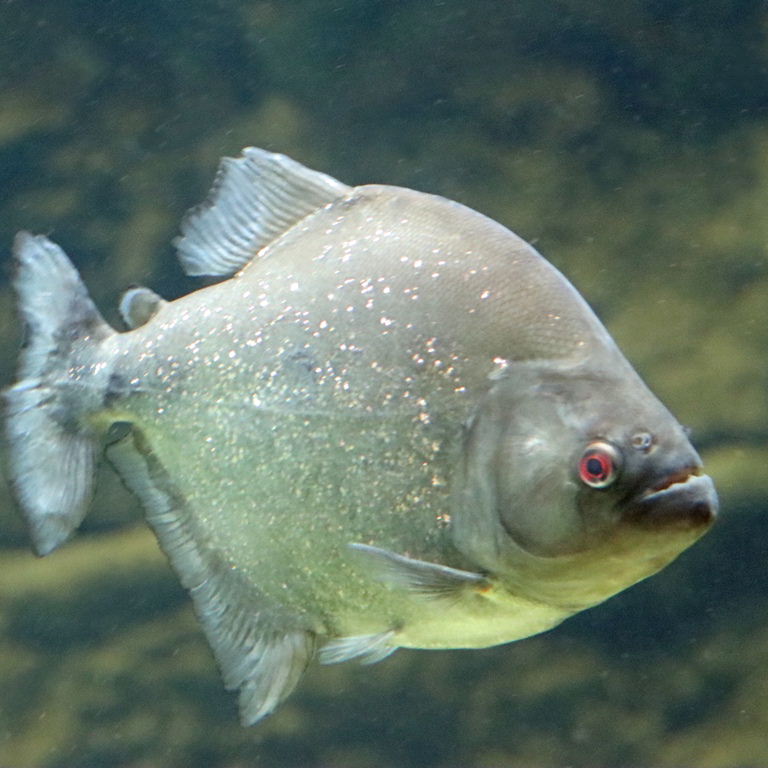 Red-eyed Piranha