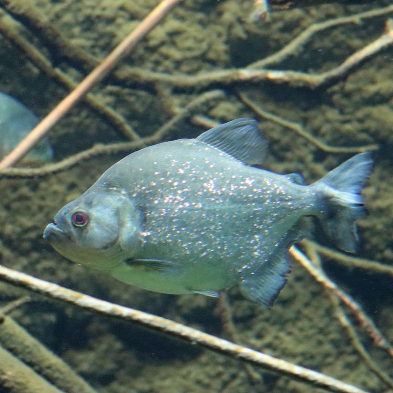 Red-eyed Piranha